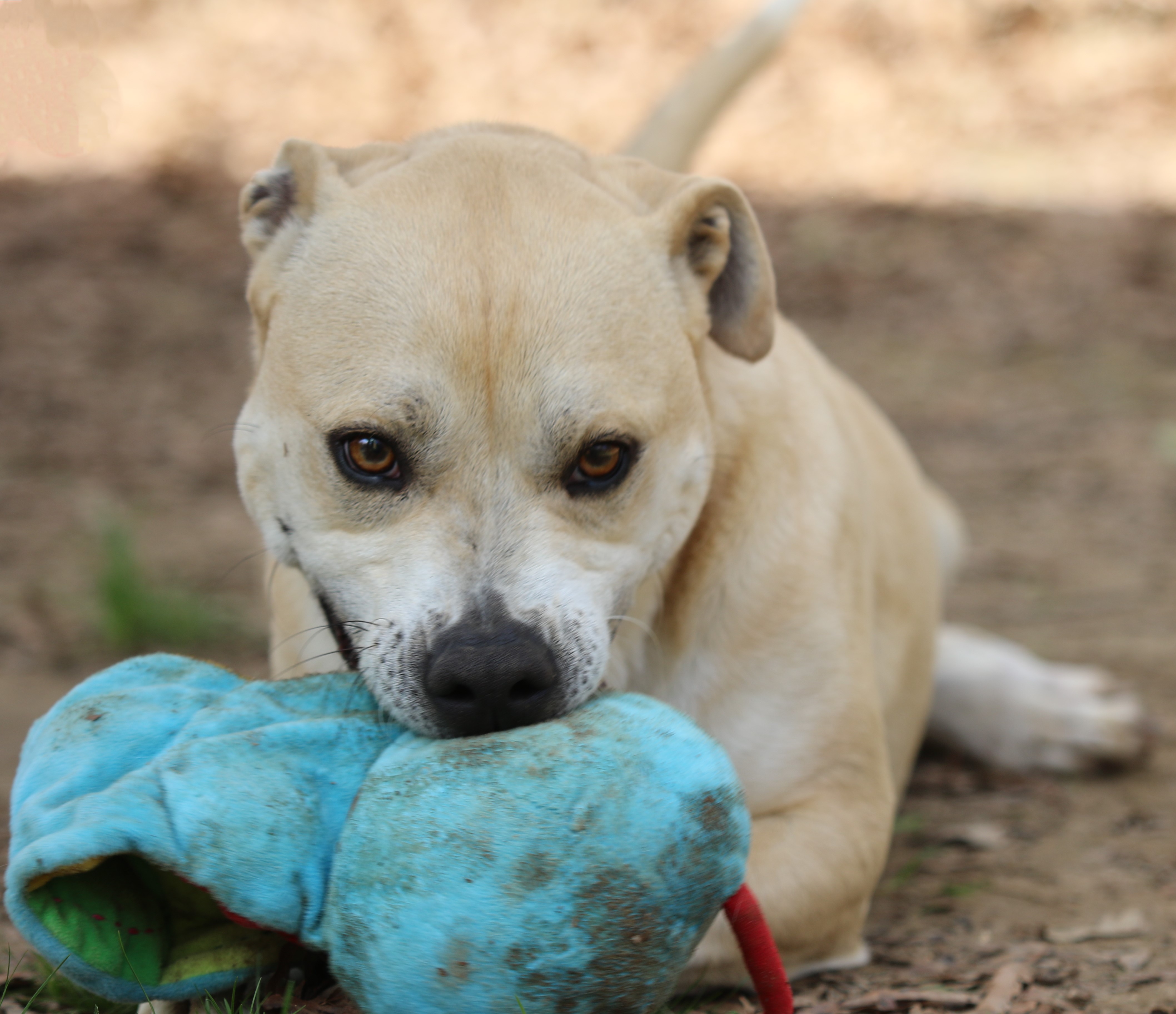 Enlarge Pipster, a Adoptable mixed breed in Rossville, TN image 4/6