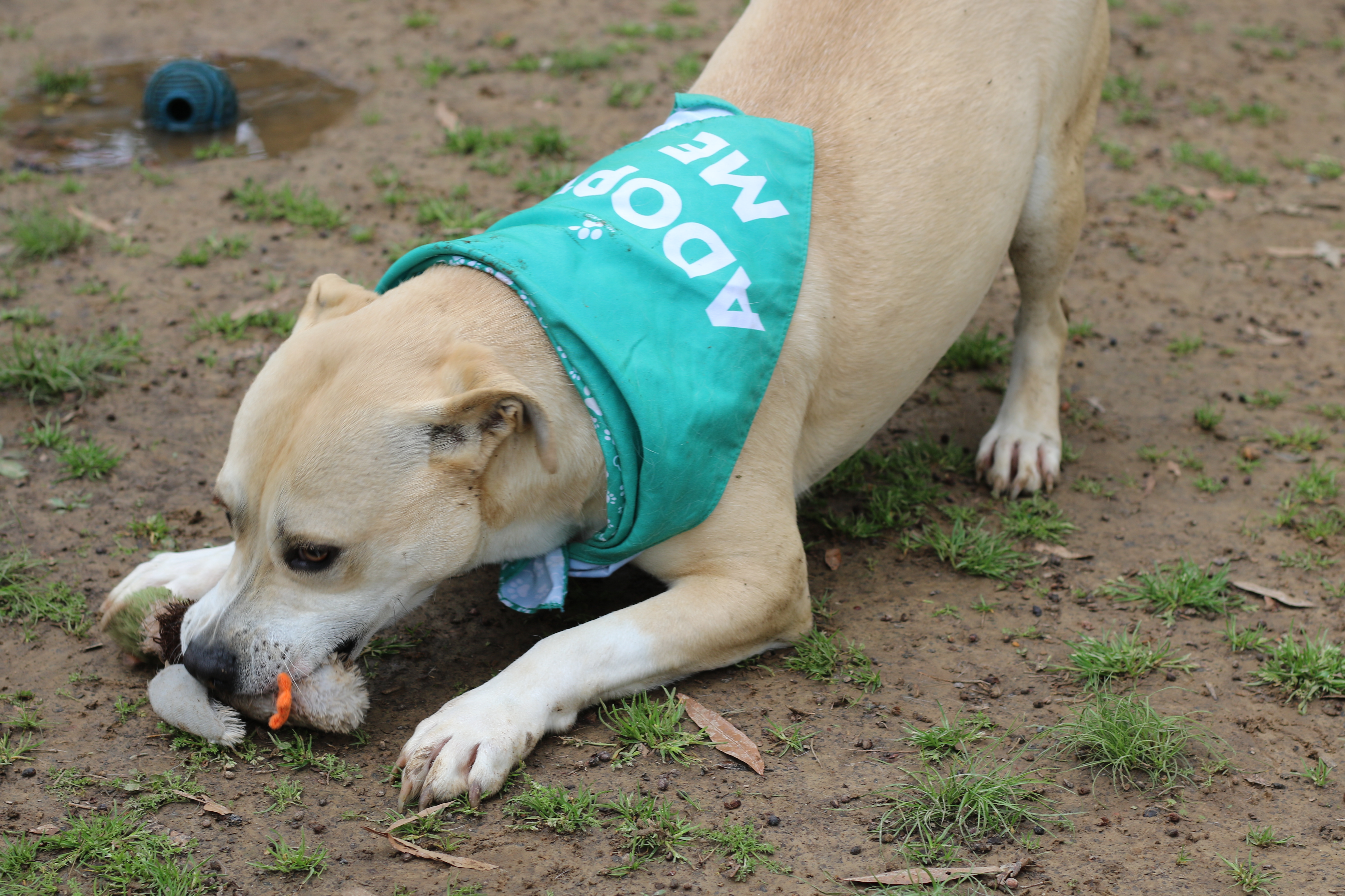 Enlarge Pipster, a Adoptable mixed breed in Rossville, TN image 5/6