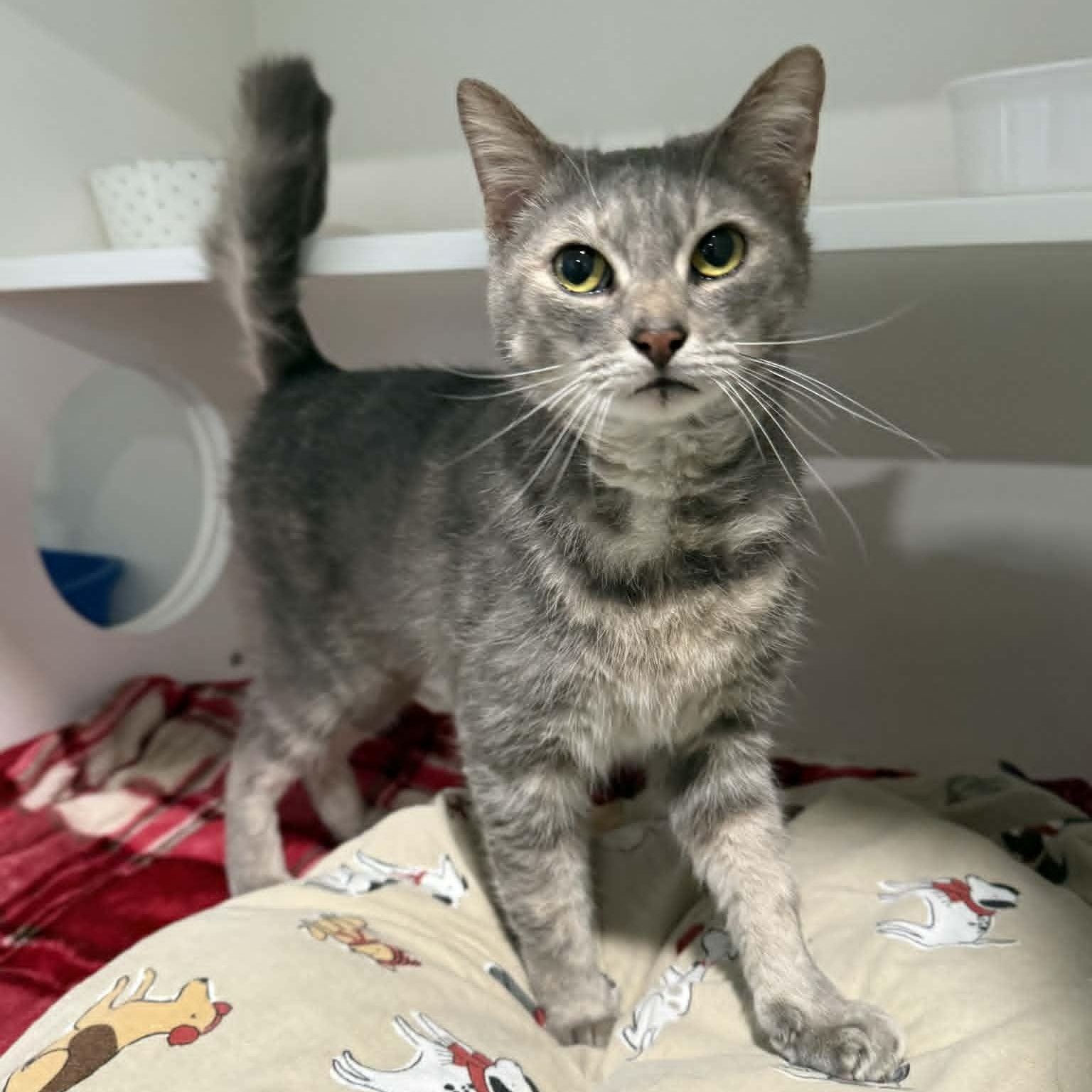 Enlarge Lorna, a ADOPTABLE mixed breed in Penn Yan, NY image 3/6