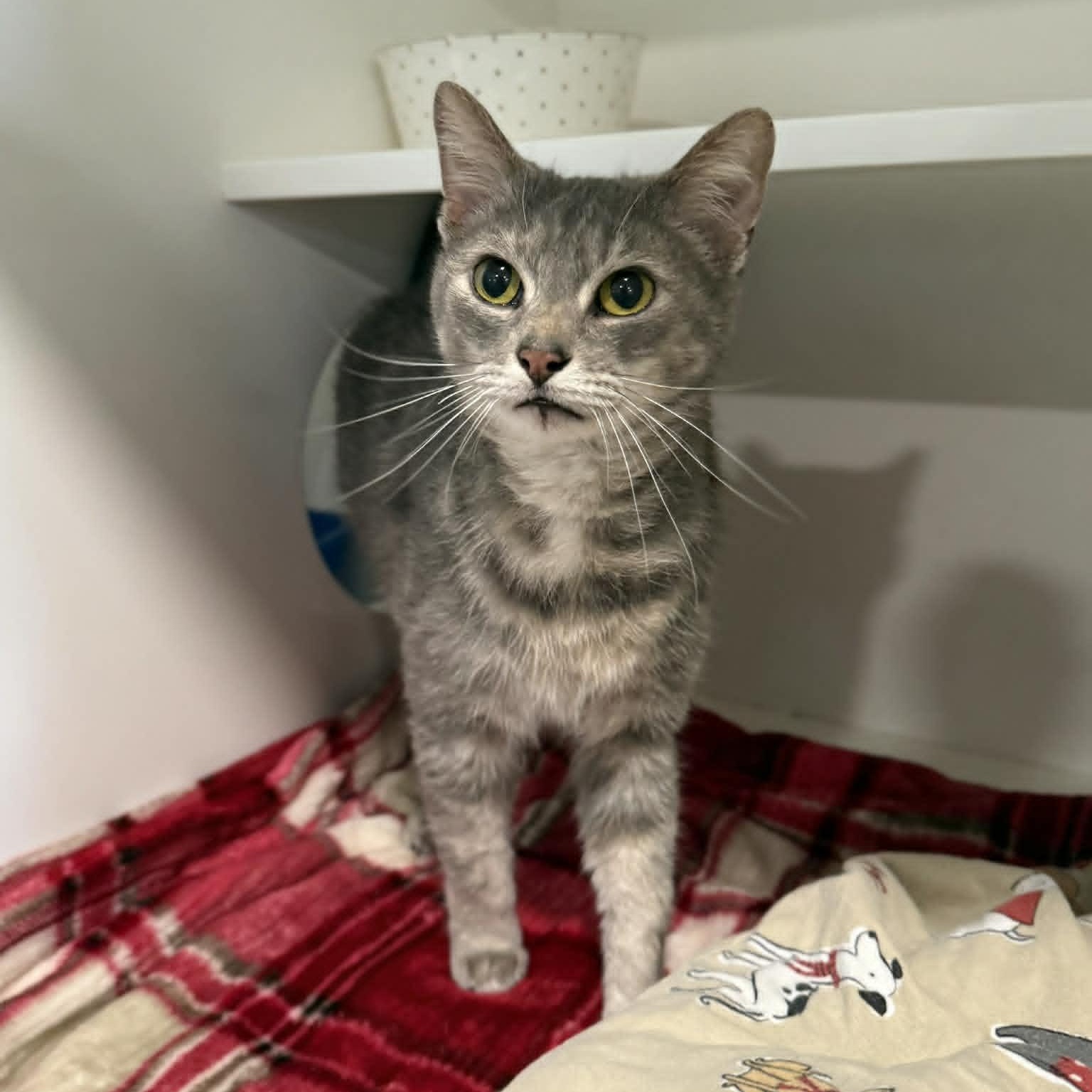 Enlarge Lorna, a ADOPTABLE mixed breed in Penn Yan, NY image 2/6