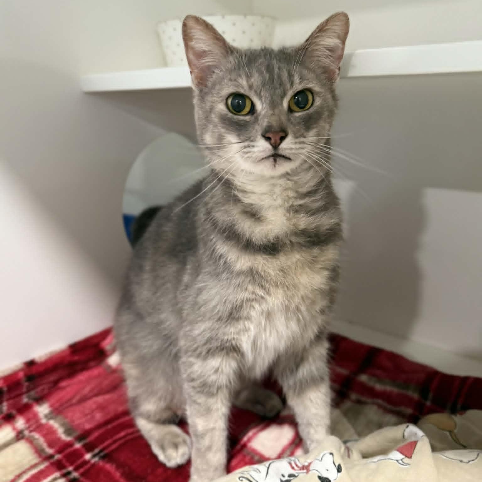 Enlarge Lorna, a ADOPTABLE mixed breed in Penn Yan, NY image 6/6