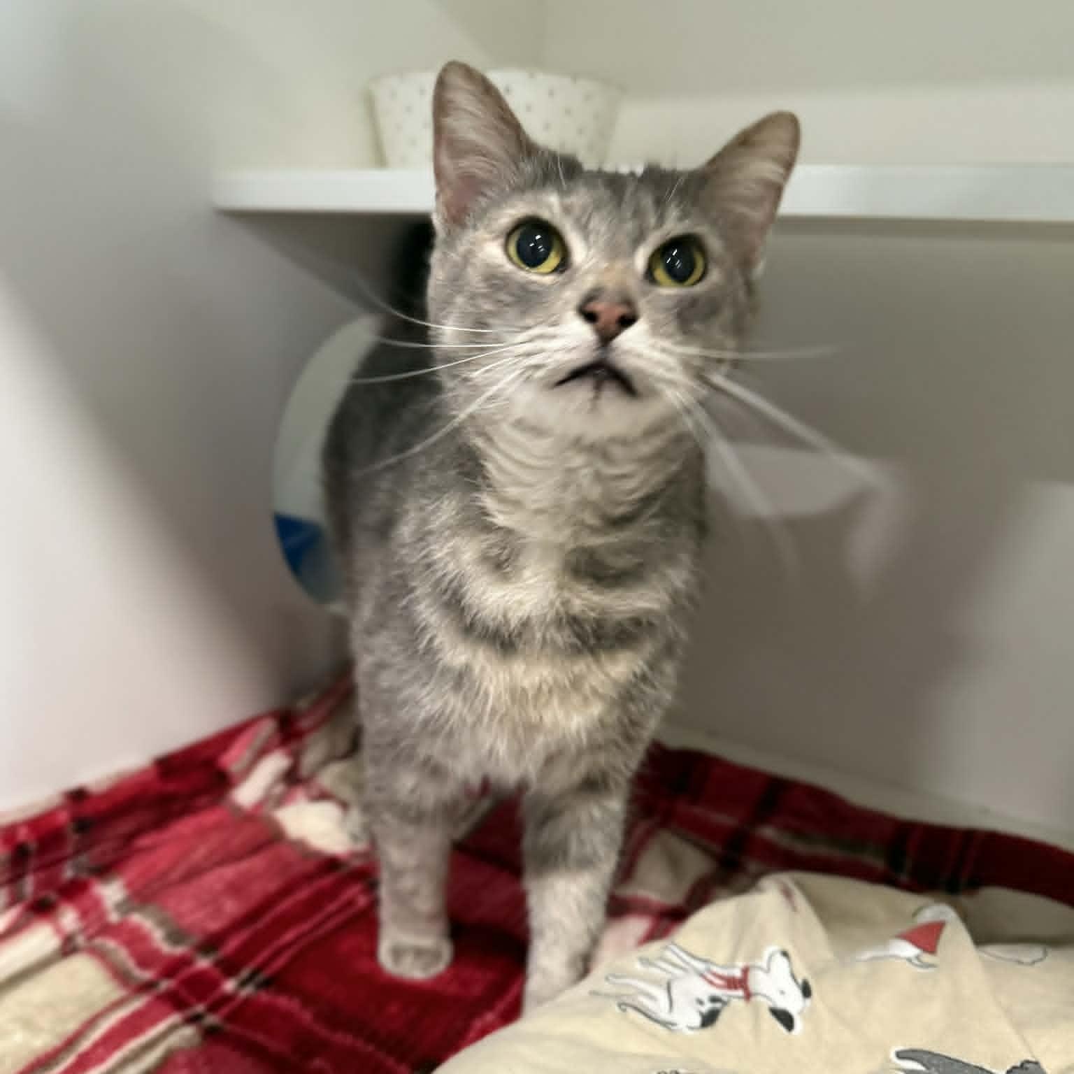 Lorna, ADOPTABLE, Adult Female Domestic Short Hair.