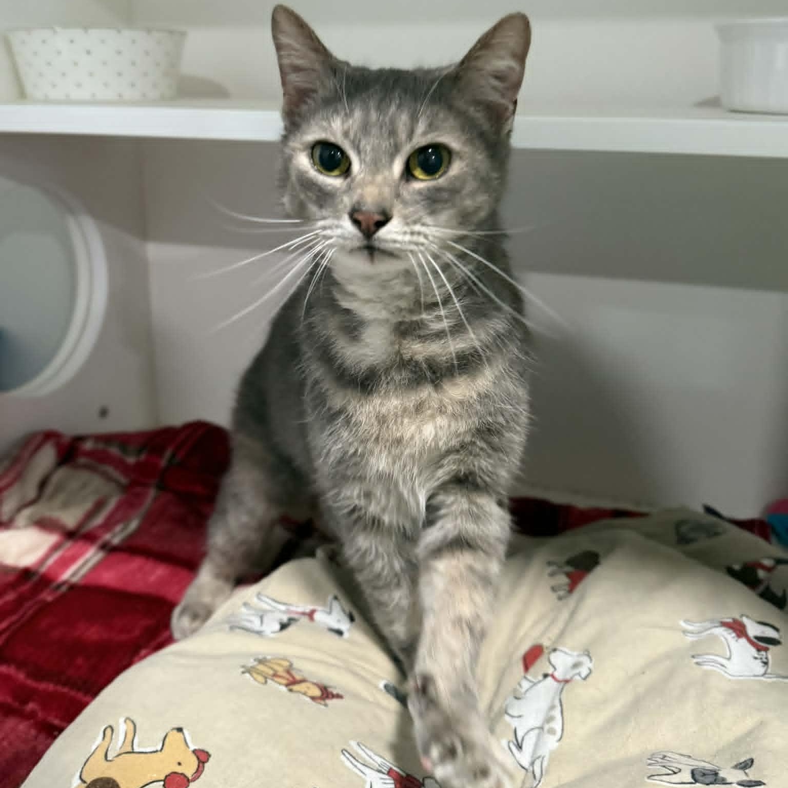 Enlarge Lorna, a ADOPTABLE mixed breed in Penn Yan, NY image 5/6