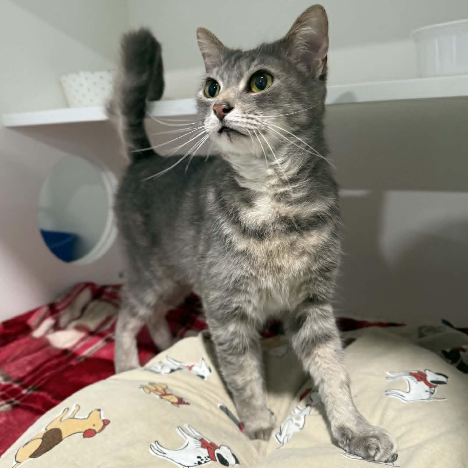 Enlarge Lorna, a ADOPTABLE mixed breed in Penn Yan, NY image 4/6