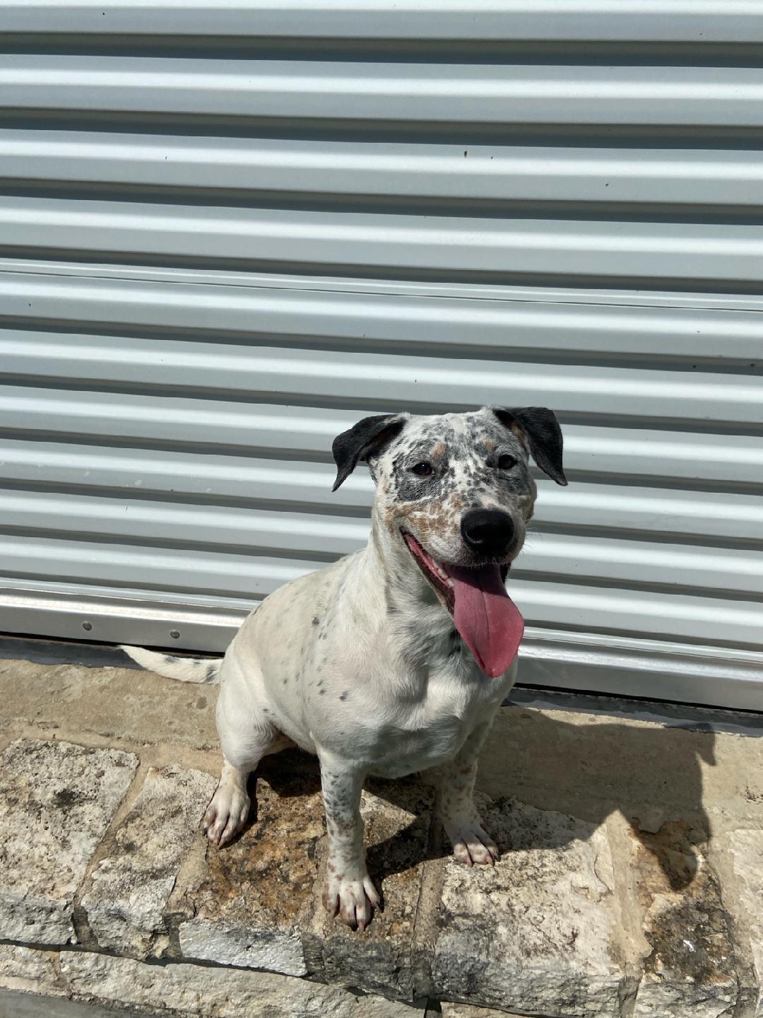 Lois, ADOPTABLE, Young Female Australian Cattle Dog / Blue Heeler.