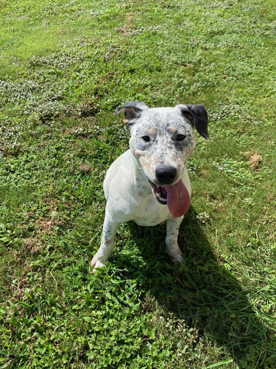 Lois, a ADOPTABLE Australian Cattle Dog / Blue Heeler in Schertz, TX image 2/2