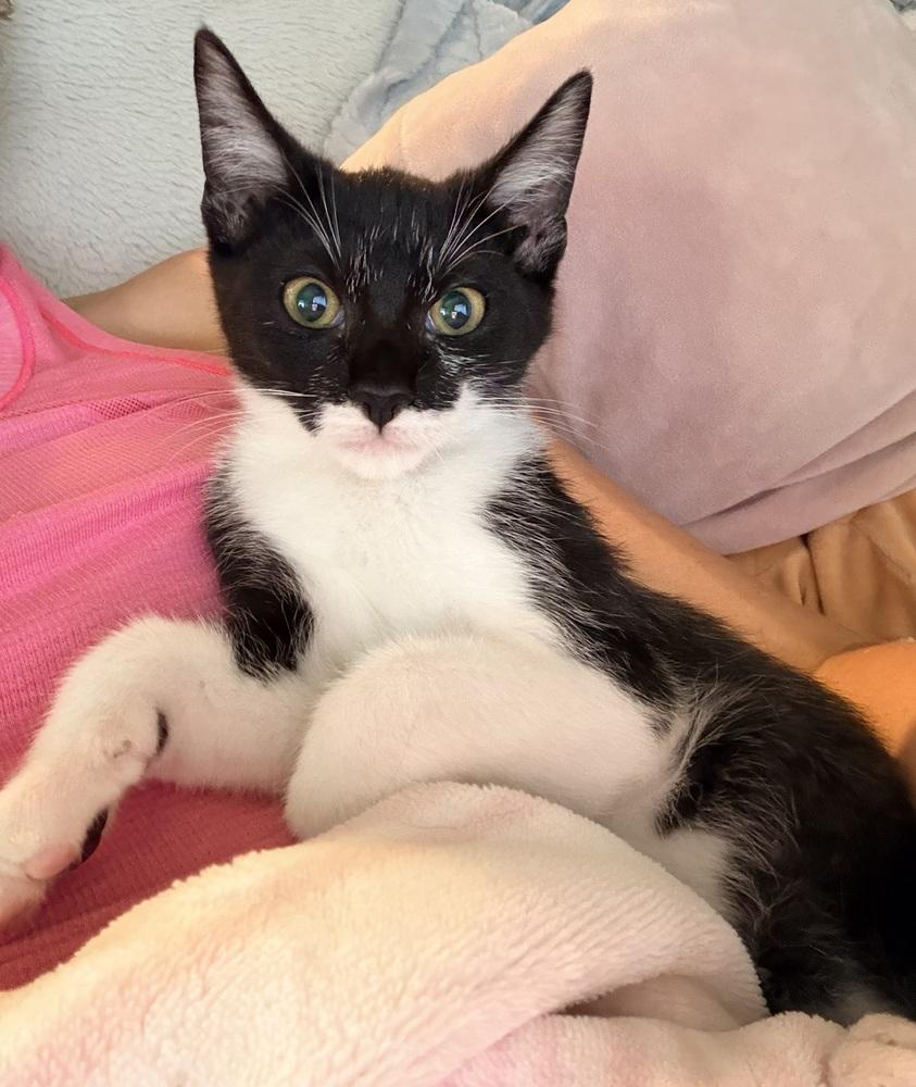 Sasuke, Adoptable, Kitten Male Domestic Short Hair.