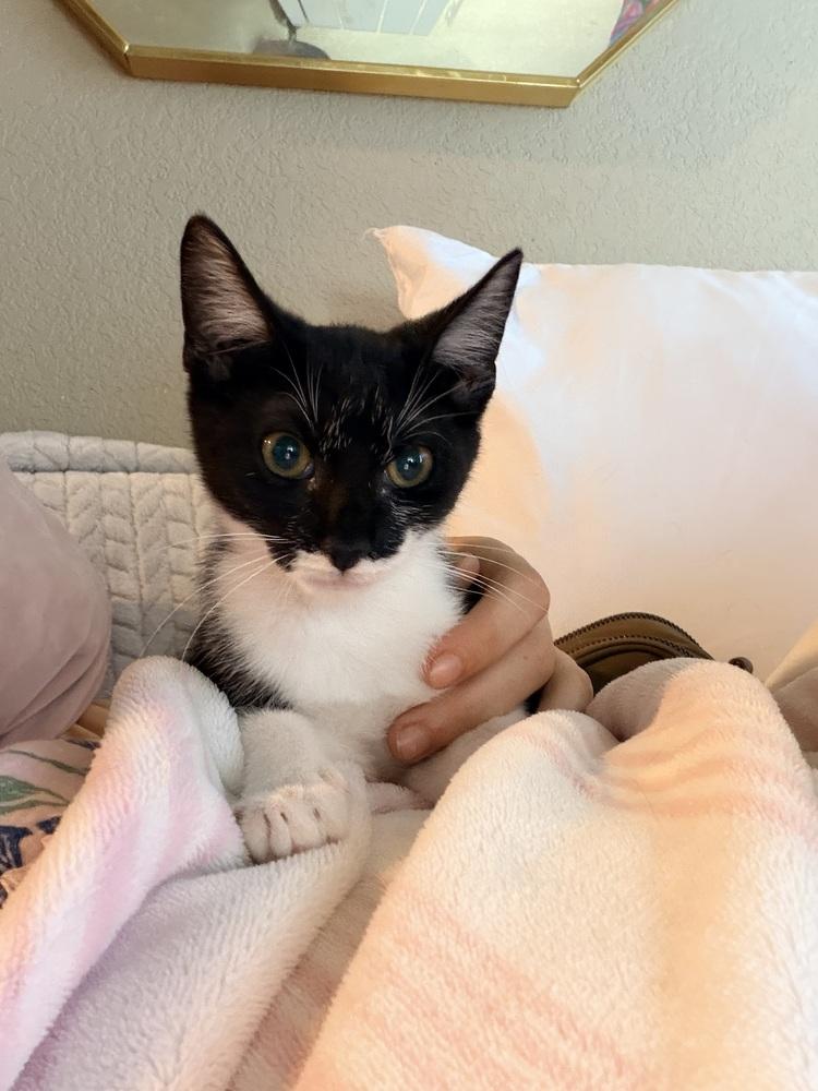 Enlarge Sasuke, a Adoptable Domestic Short Hair in Oakdale, CA image 2/2