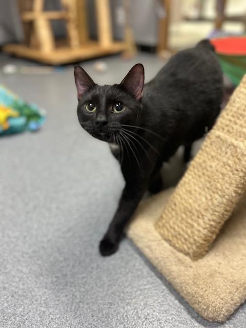Enlarge Addie, a ADOPTABLE Domestic Short Hair in Chisholm, MN image 2/4
