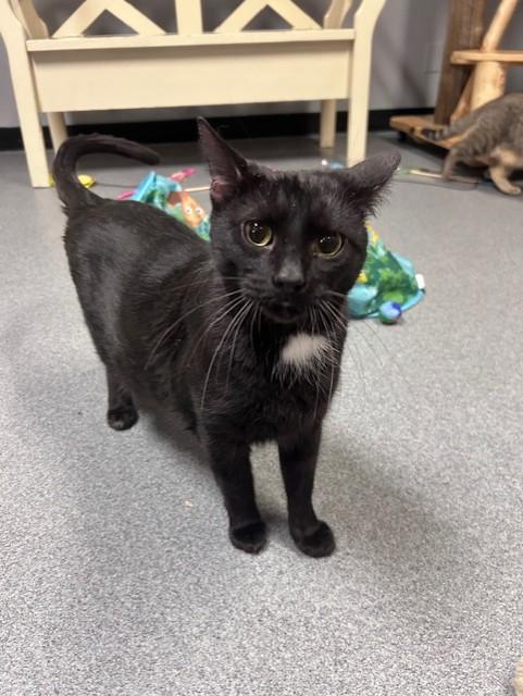 Enlarge Addie, a ADOPTABLE Domestic Short Hair in Chisholm, MN image 1/4