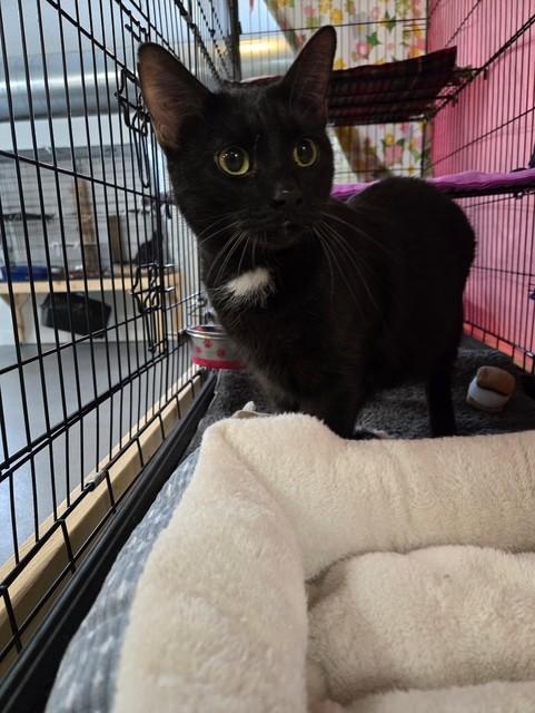 Enlarge Addie, a ADOPTABLE Domestic Short Hair in Chisholm, MN image 4/4