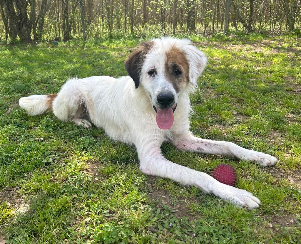 Buddha, Adopted, Adult Male Mixed Breed.