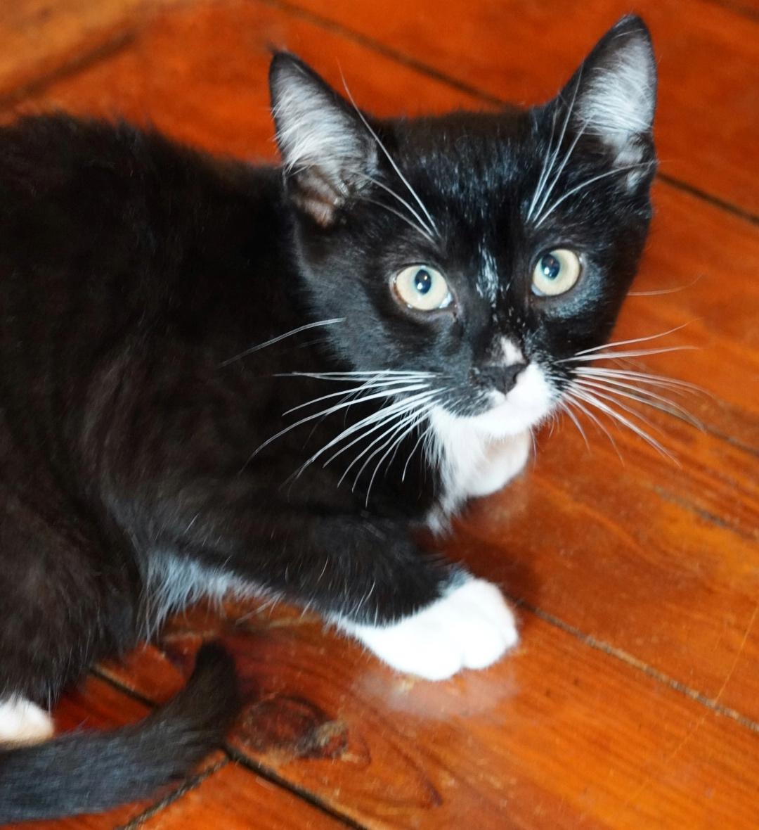 Enlarge Duck, a Adopted mixed breed in Hershey, PA image 1/6