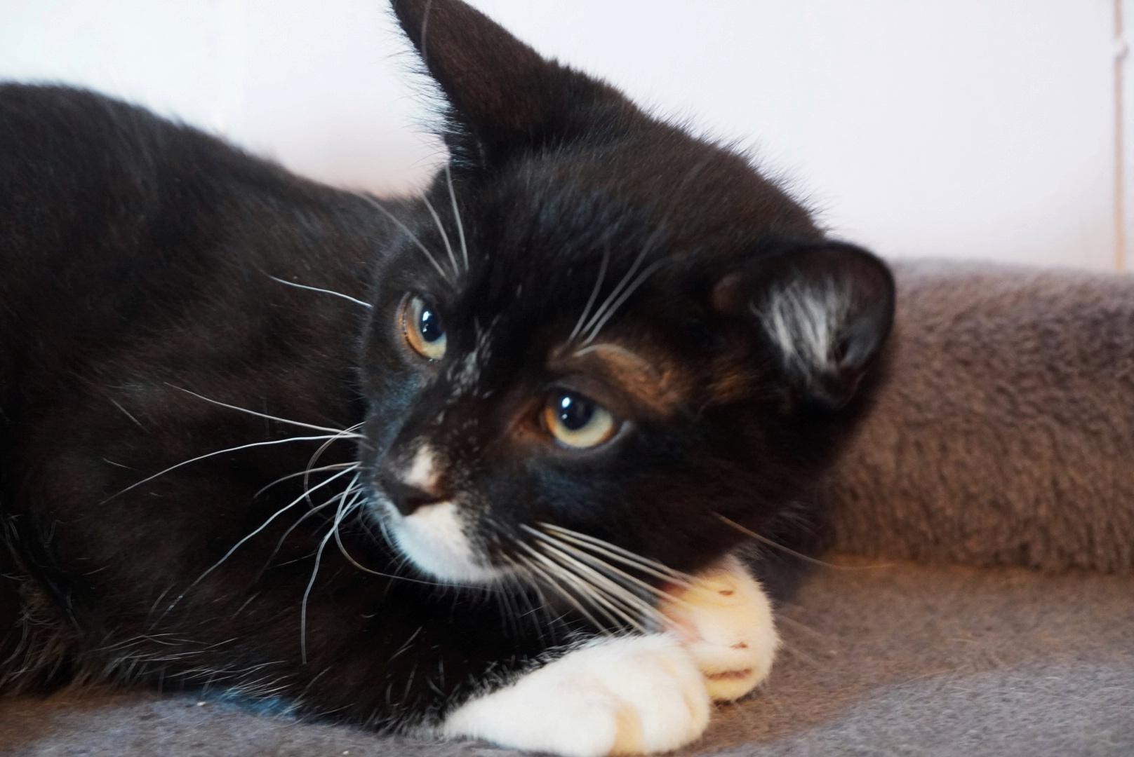 Enlarge Duck, a Adopted mixed breed in Hershey, PA image 2/6