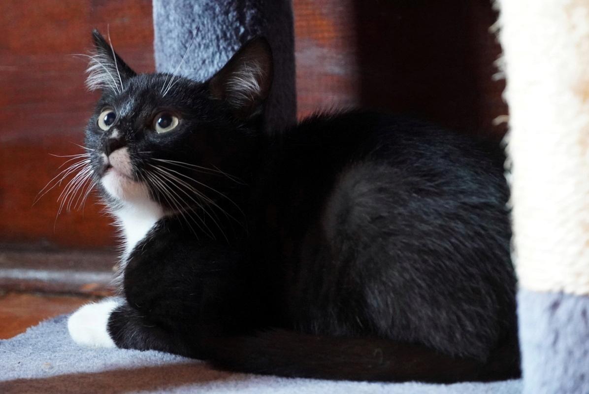 Enlarge Duck, a Adopted mixed breed in Hershey, PA image 3/6