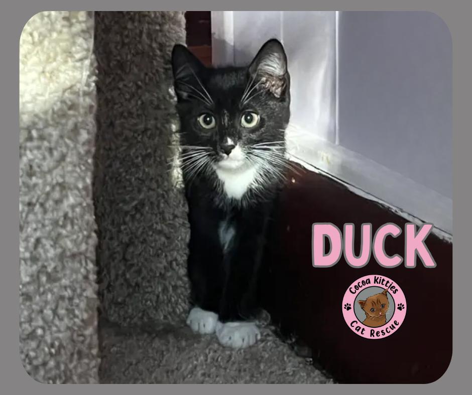 Enlarge Duck, a Adopted mixed breed in Hershey, PA image 4/6