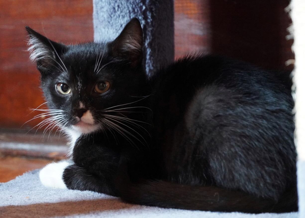 Enlarge Duck, a Adopted mixed breed in Hershey, PA image 5/6