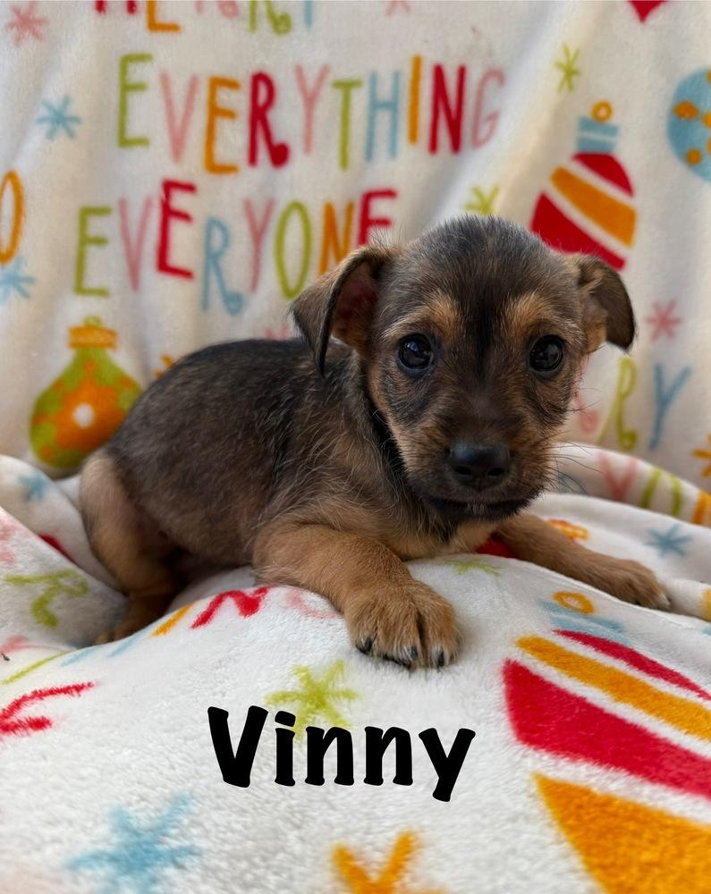 Vinny, Adoptable, Puppy Male Terrier & Chihuahua.