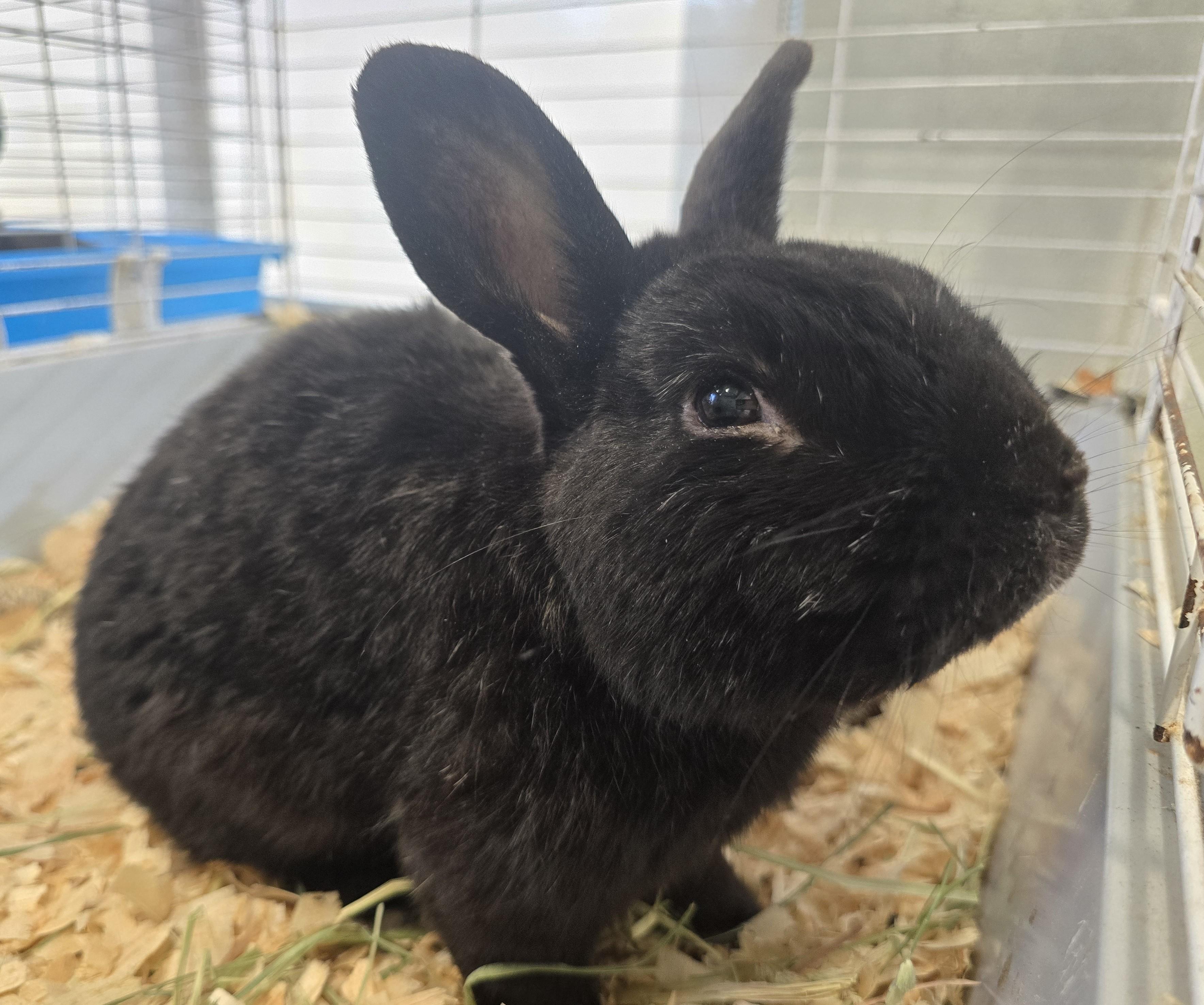 Enlarge #80 Tom, an adopted Dwarf in Amityville, NY image 2/4