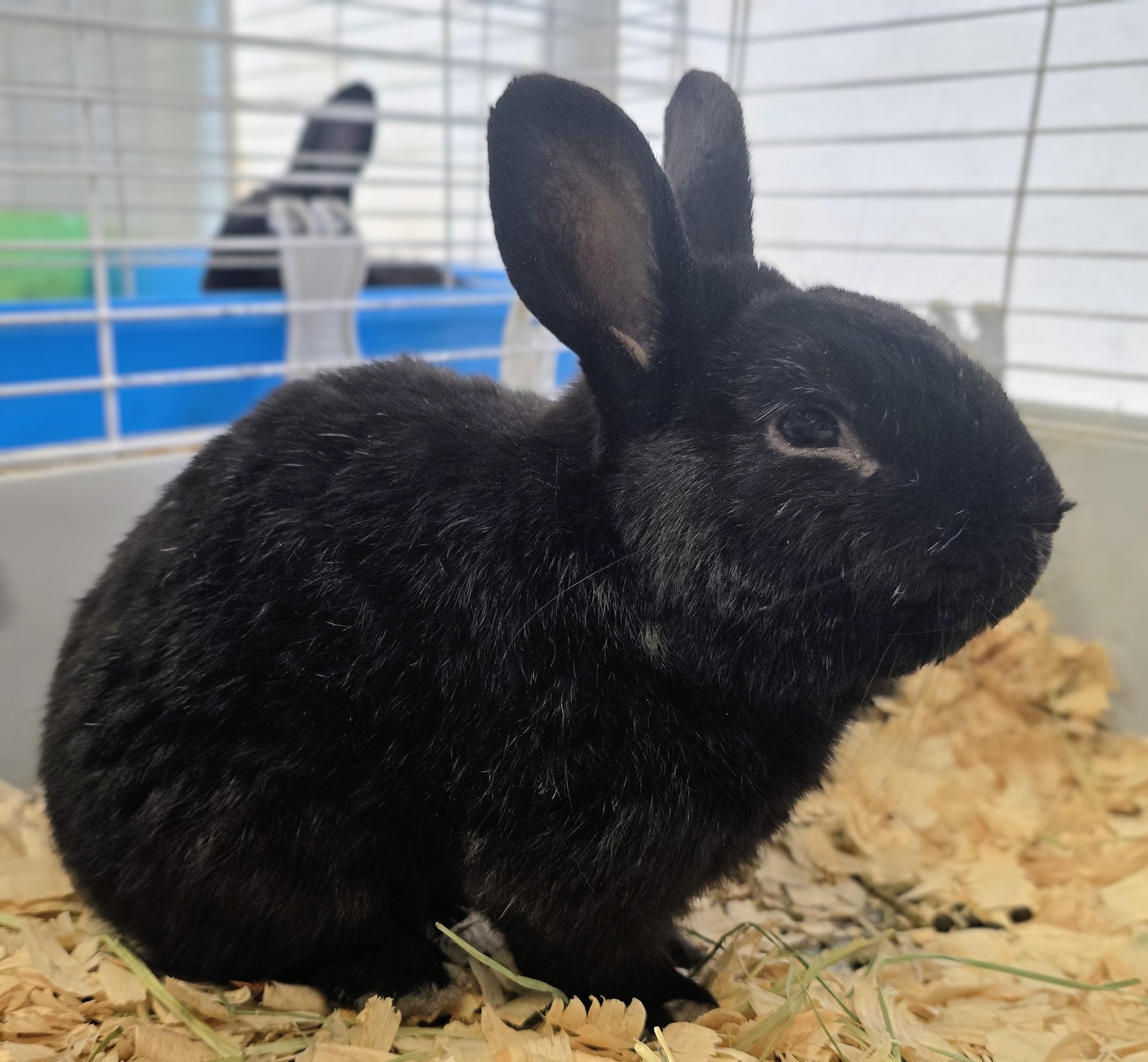 Enlarge #80 Tom, an adopted Dwarf in Amityville, NY image 3/4