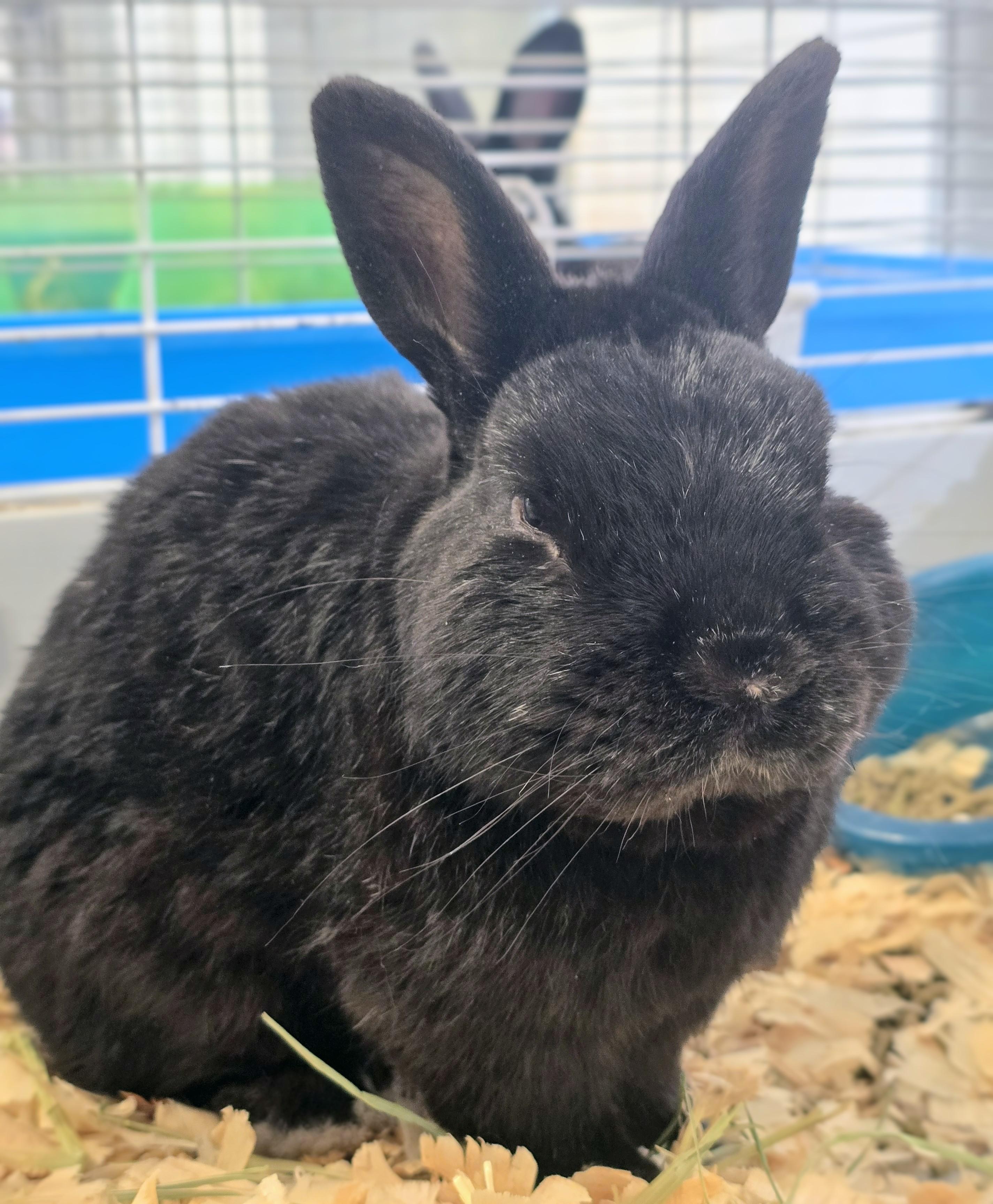 #80 Tom, adopted, Adult Male Dwarf.