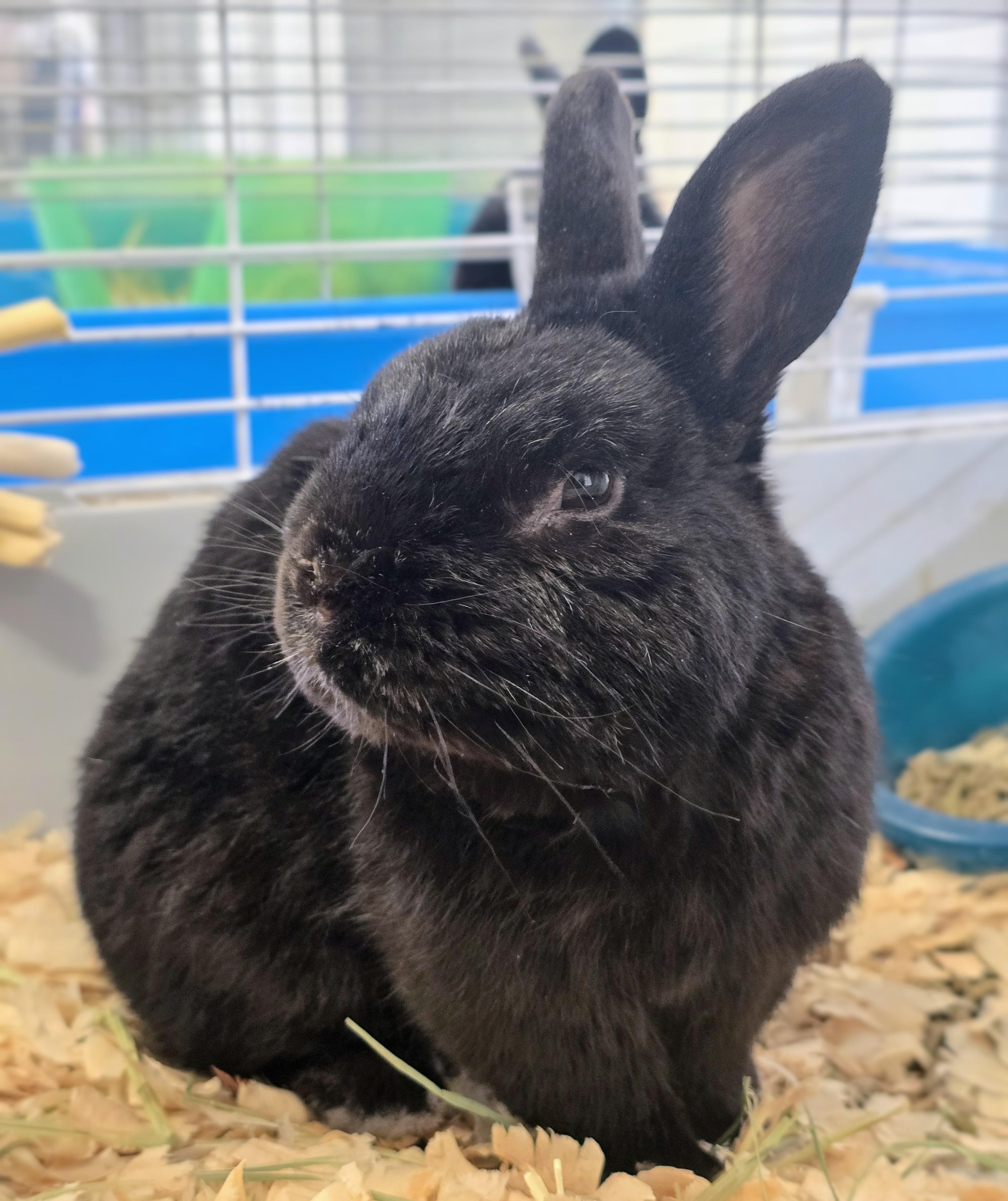 Enlarge #80 Tom, an adopted Dwarf in Amityville, NY image 4/4