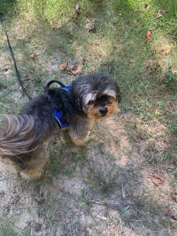 Link, Adoptable, Senior Male Miniature Poodle & Mixed Breed.