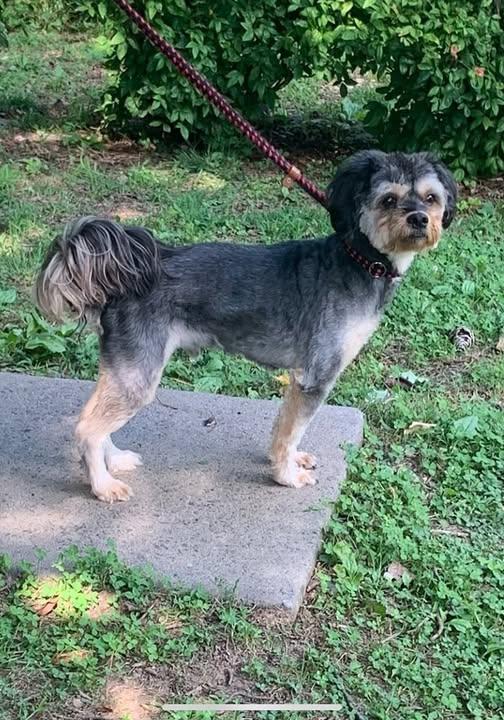 Link, a Adoptable mixed breed in Jasper, GA image 2/2