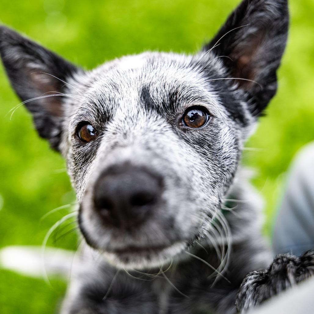 Enlarge Koala, a Adoptable Australian Cattle Dog / Blue Heeler in Naperville, IL image 1/6