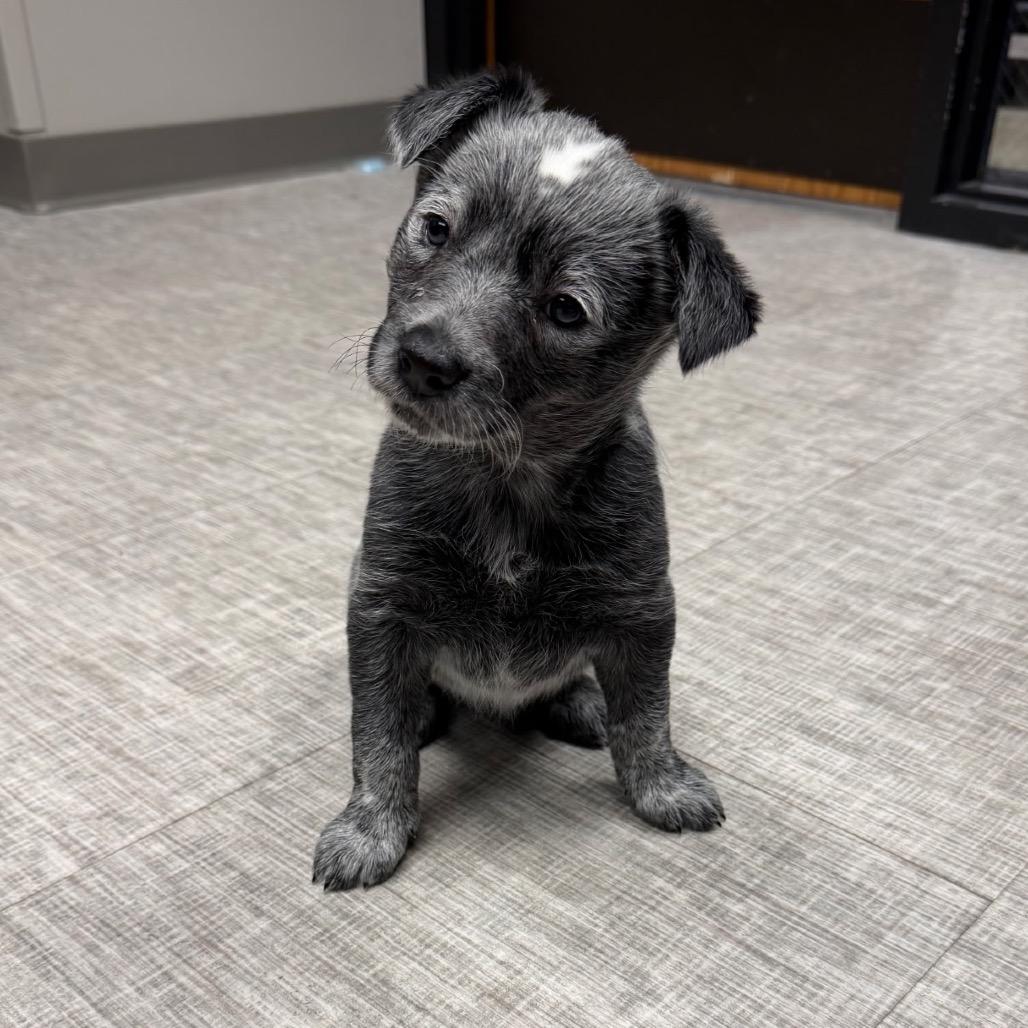 Enlarge Koala, a Adoptable Australian Cattle Dog / Blue Heeler in Naperville, IL image 2/6