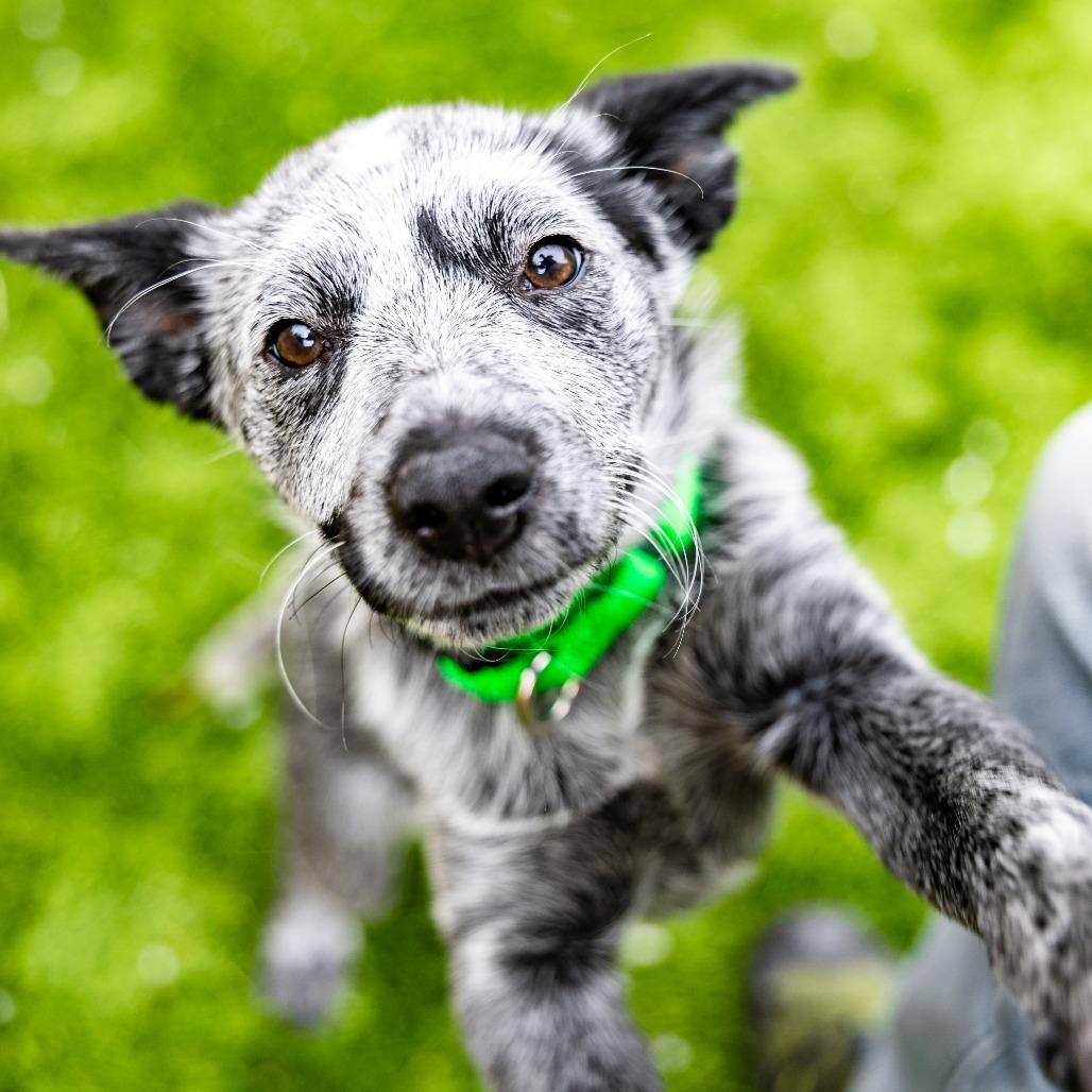 Enlarge Koala, a Adoptable Australian Cattle Dog / Blue Heeler in Naperville, IL image 3/6