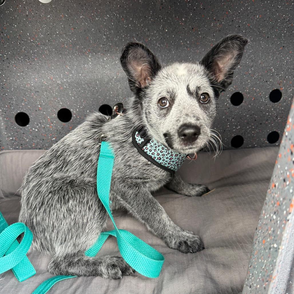 Enlarge Koala, a Adoptable Australian Cattle Dog / Blue Heeler in Naperville, IL image 4/6