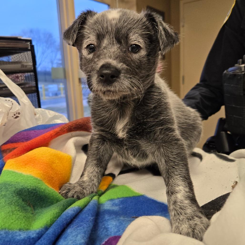 Enlarge Koala, a Adoptable Australian Cattle Dog / Blue Heeler in Naperville, IL image 5/6
