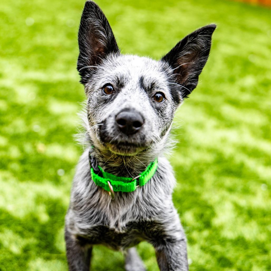 Enlarge Koala, a Adoptable Australian Cattle Dog / Blue Heeler in Naperville, IL image 6/6