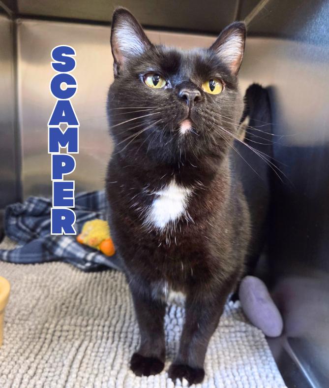 Scamper, Adoptable, Adult Male Domestic Short Hair.