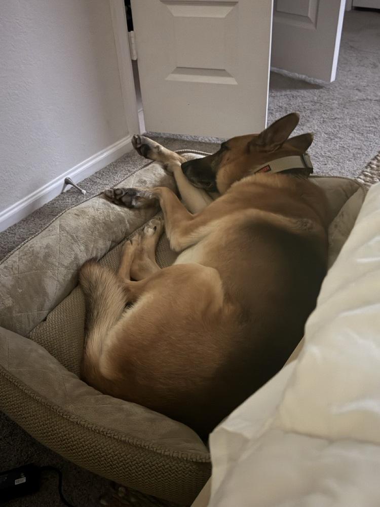 Charlie, a Adoptable German Shepherd Dog in Houston, TX image 1/5