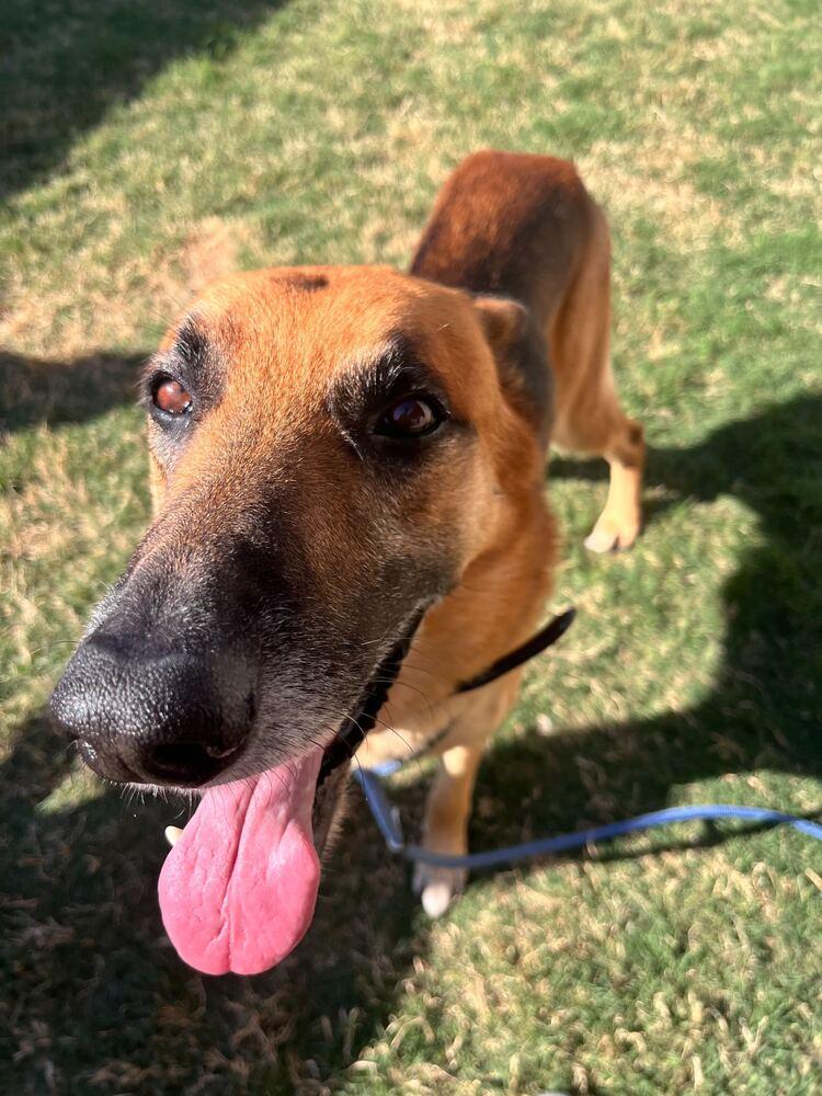 Charlie, a Adoptable German Shepherd Dog in Houston, TX image 2/5
