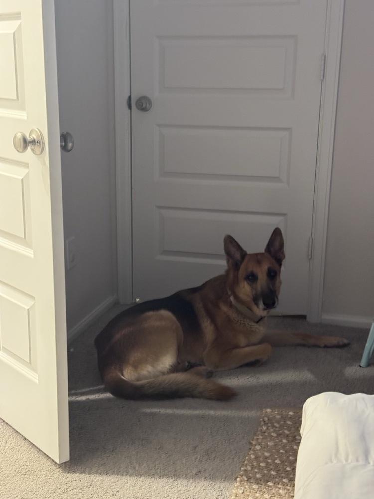 Charlie, a Adoptable German Shepherd Dog in Houston, TX image 3/5