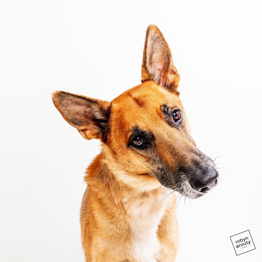 Charlie, a Adoptable German Shepherd Dog in Houston, TX image 4/5