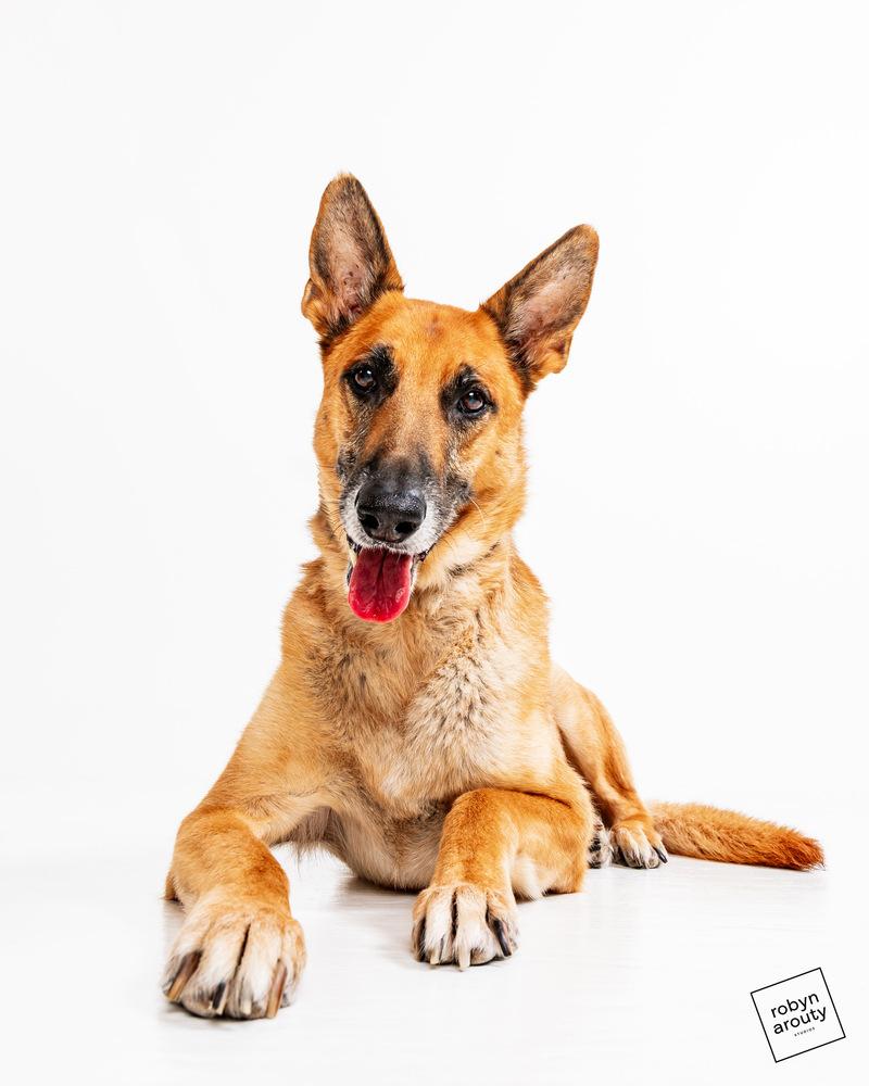 Charlie, a Adoptable German Shepherd Dog in Houston, TX image 5/5