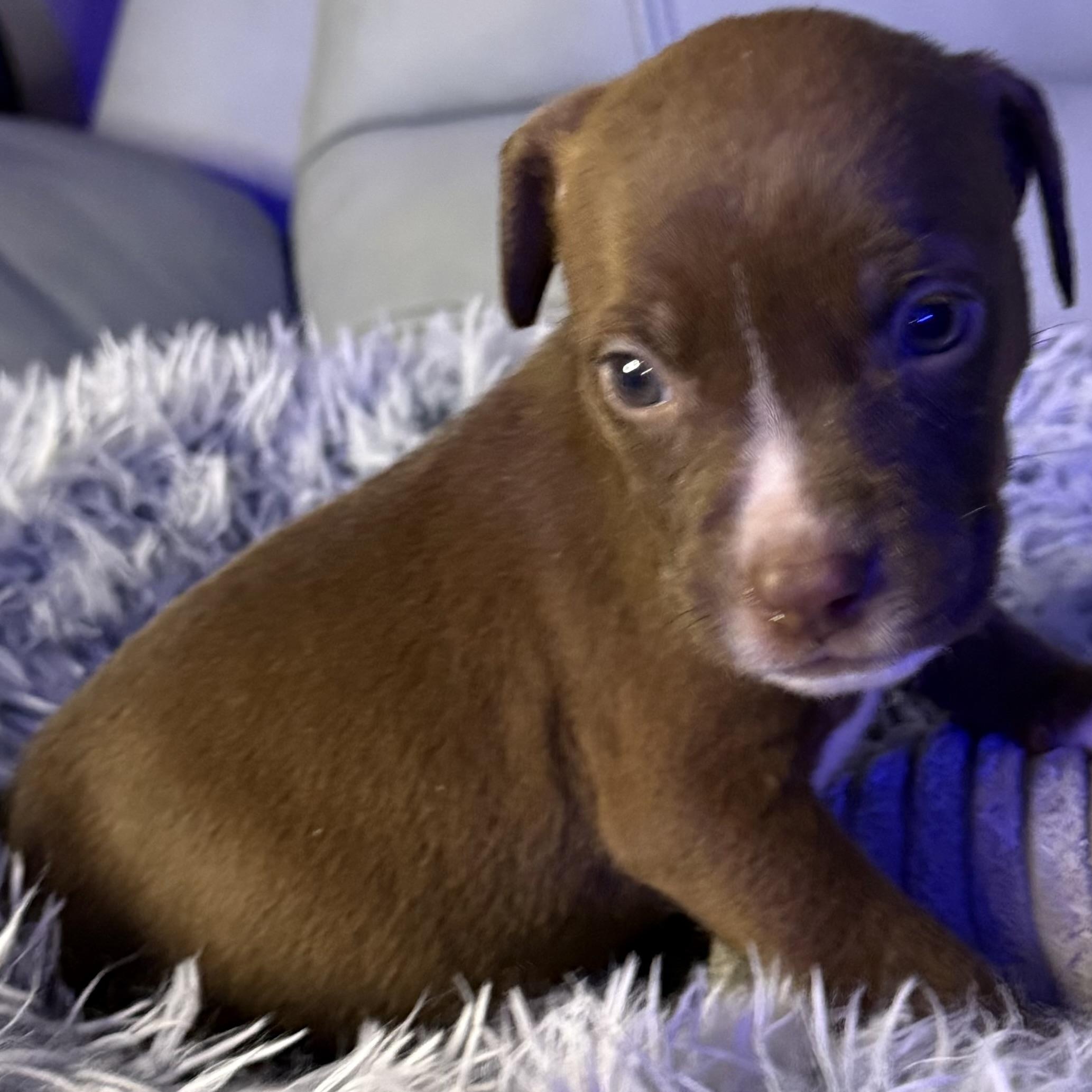 Boheme — thumbnail 2