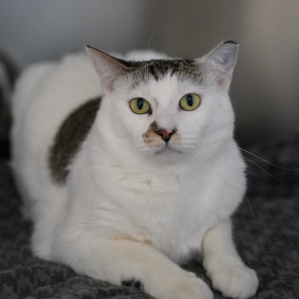 Enlarge Peach, a Adoptable mixed breed in Sandy, UT image 1/1