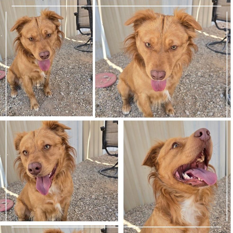 Enlarge Ruger, a Adoptable mixed breed in Wickenburg, AZ image 1/4