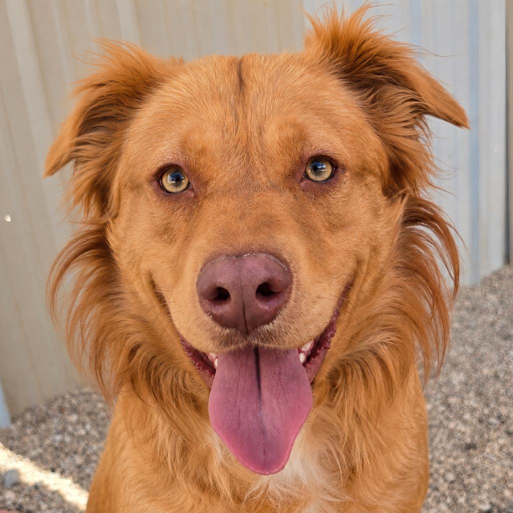 Enlarge Ruger, a Adoptable mixed breed in Wickenburg, AZ image 2/4