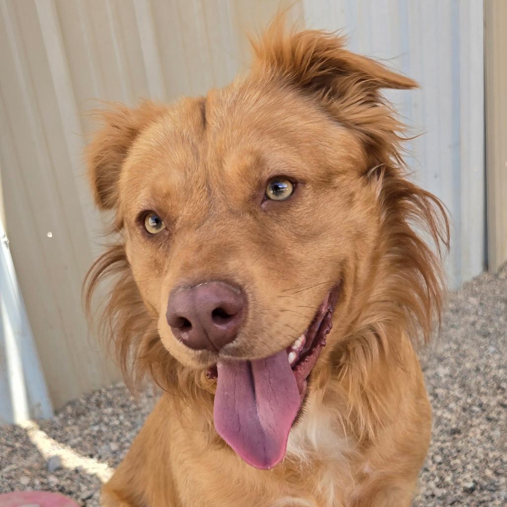 Enlarge Ruger, a Adoptable mixed breed in Wickenburg, AZ image 3/4