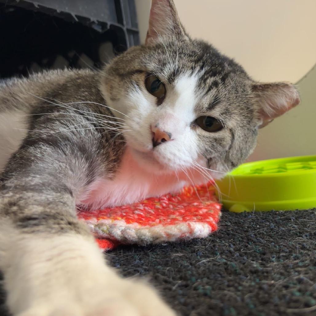 Snee-Zee, Adoptable, Senior Male Domestic Short Hair.