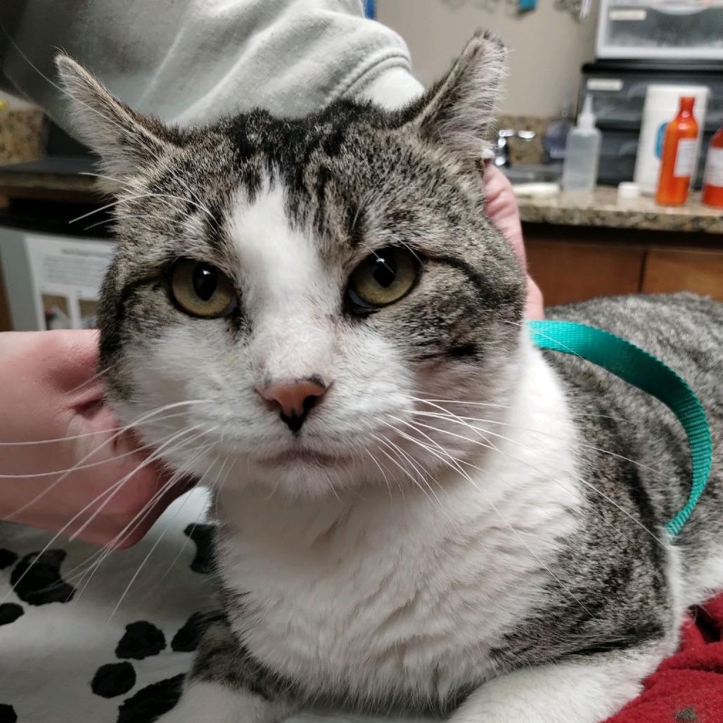 Snee-Zee, a Adoptable Domestic Short Hair in Norfolk, NE image 2/3