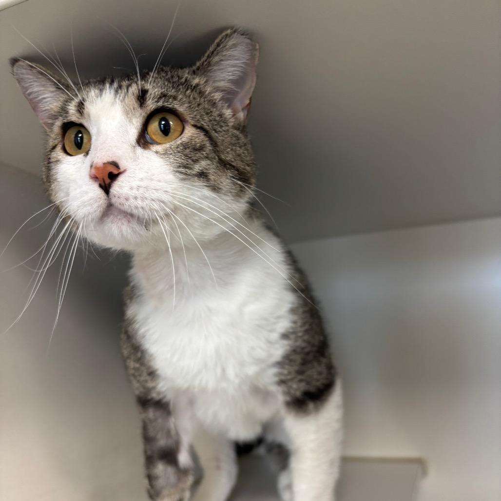 Snee-Zee, a Adoptable Domestic Short Hair in Norfolk, NE image 3/3