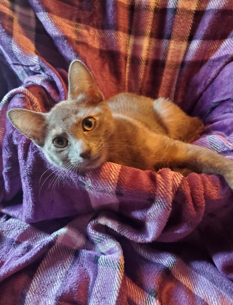 Moonie  Riley Fuzzel thumbnail 2