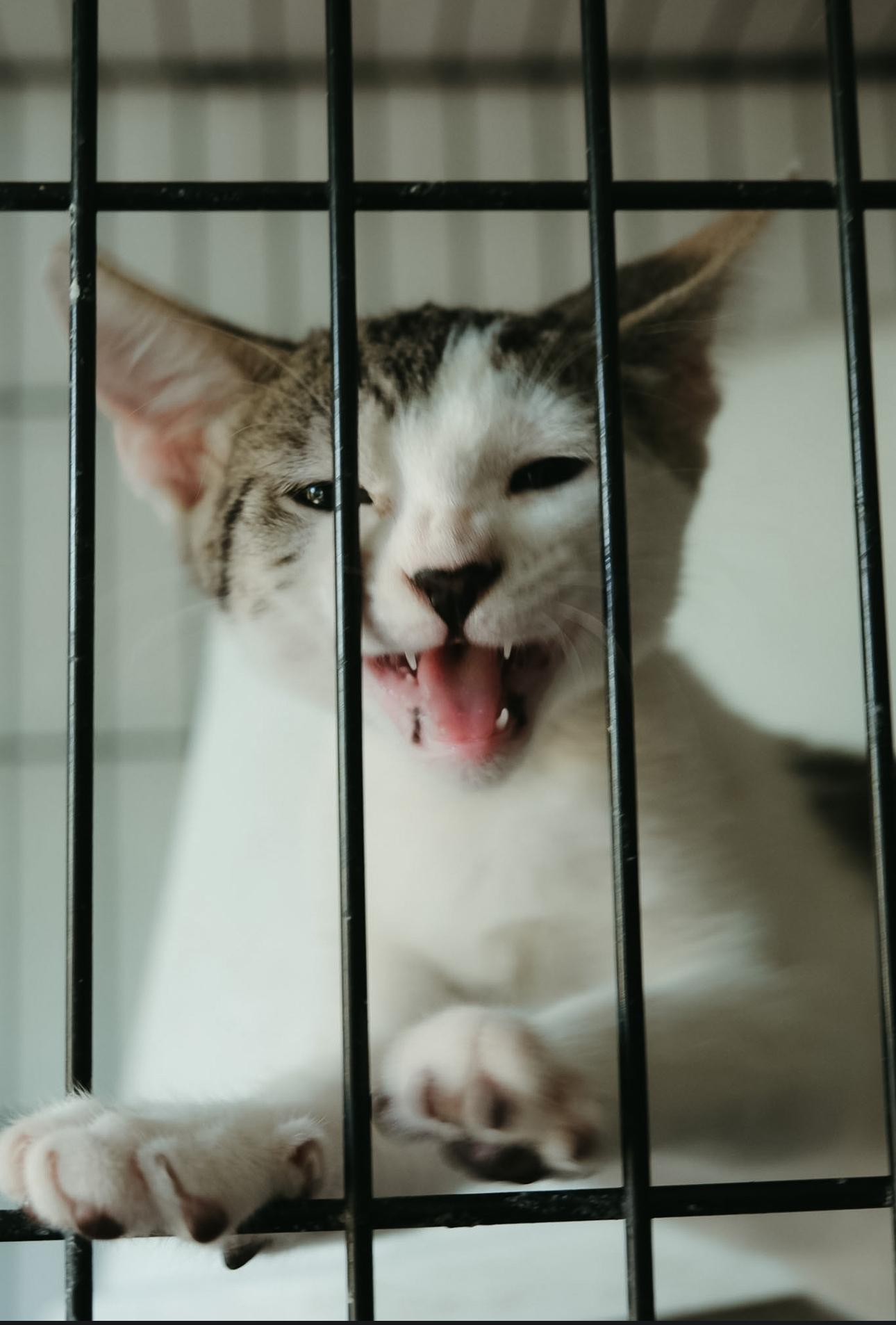 Enlarge Nico, an adopted Domestic Short Hair in San Juan, PR image 1/1